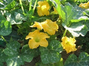 Propiedades de la calabaza Courge | La Guía de las Vitaminas