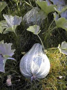 Propiedades de la calabaza y especies | La Guía de las Vitaminas