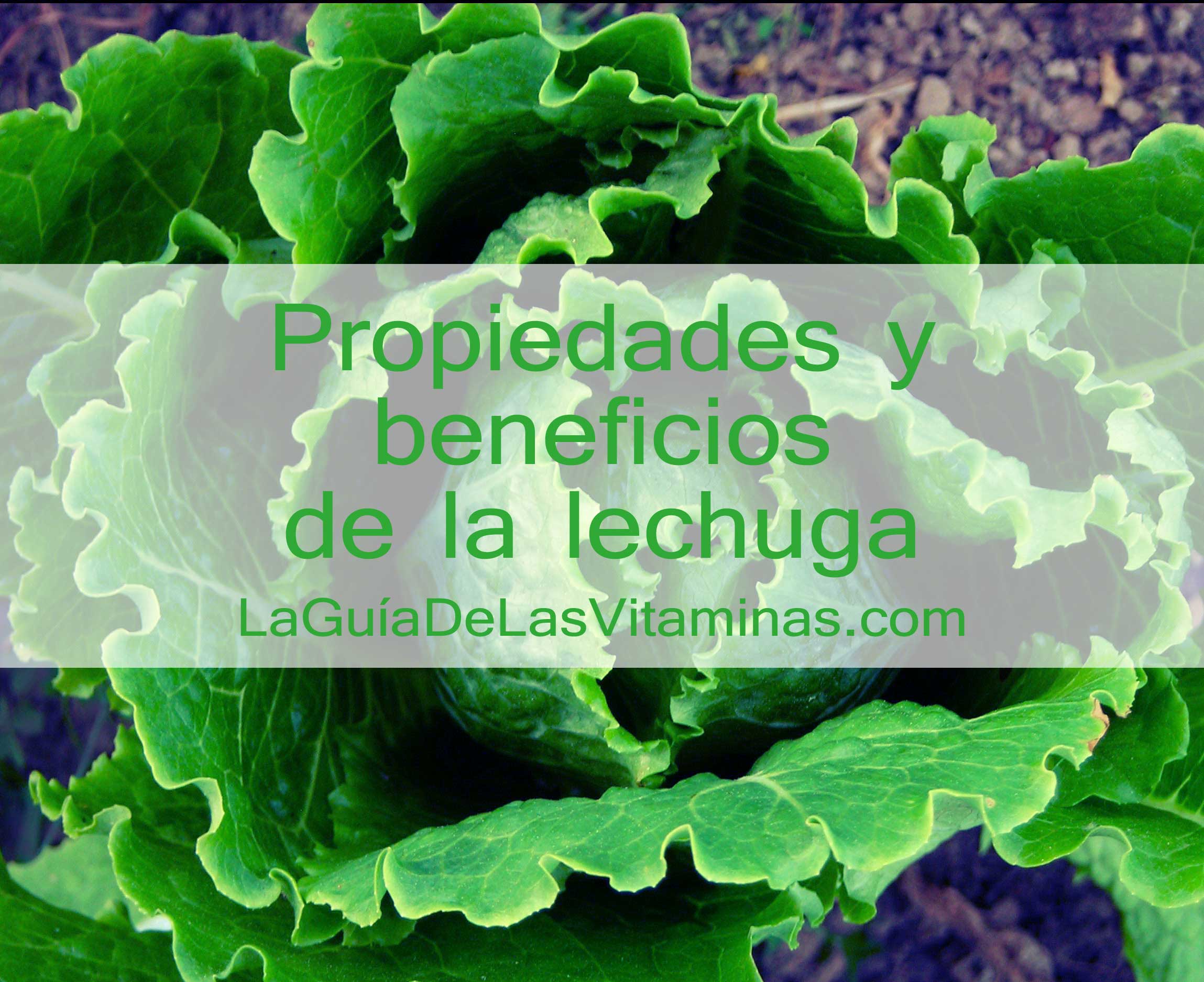 Propiedades De La Lechuga La Guia De Las Vitaminas