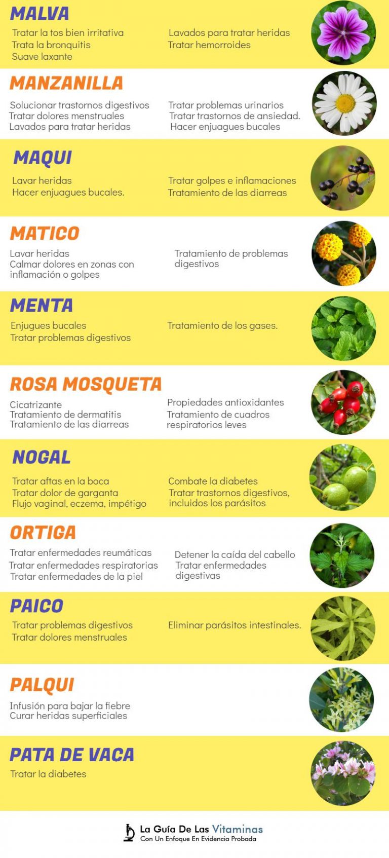 plantas medicinales para qué sirven y como cultivarlas La Guía de las Vitaminas