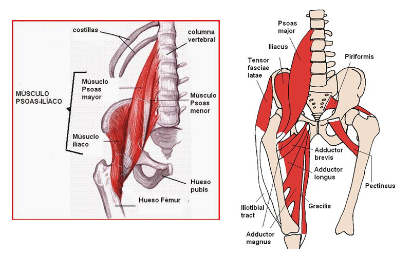 Anatomía de los músculos de las piernas la guía definitiva La Guía