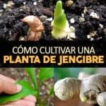 C Mo Cultivar El Jengibre Paso A Paso La Gu A Definitiva La Gu A De