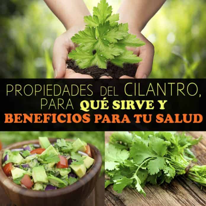 Propiedades Del Cilantro La Guía De Las Vitaminas