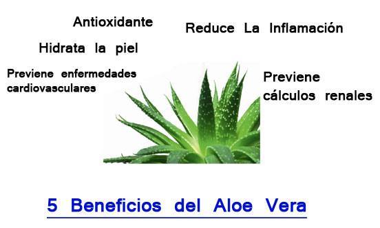 Propiedades Del Aloe Vera La Guía De Las Vitaminas 6172