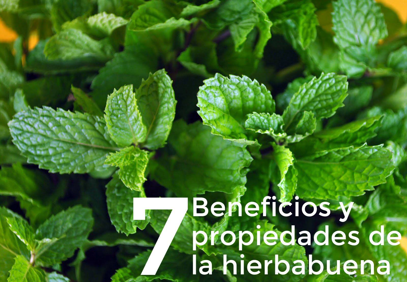 Beneficios Y Propiedades De La Hierbabuena La Gu A De Las Vitaminas