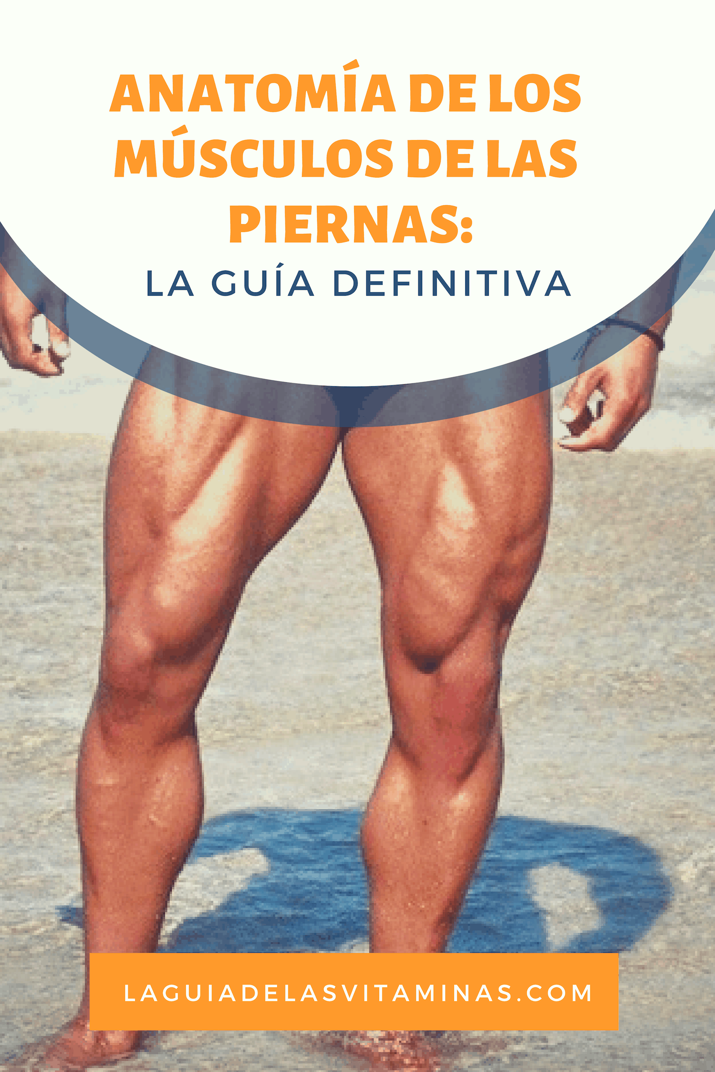 94 Anatomía De Los Músculos De Las Piernas La Guía Definitiva La Guía De Las Vitaminas 8404