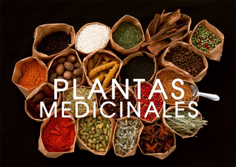 44 plantas medicinales, para qué sirven y como cultivarlas