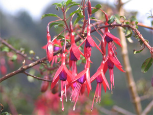 plantas-medicinales-3-chilco-fuscia