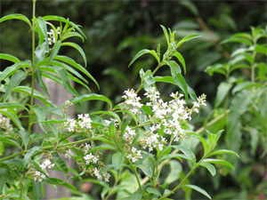 plantas-medicinales-cedron