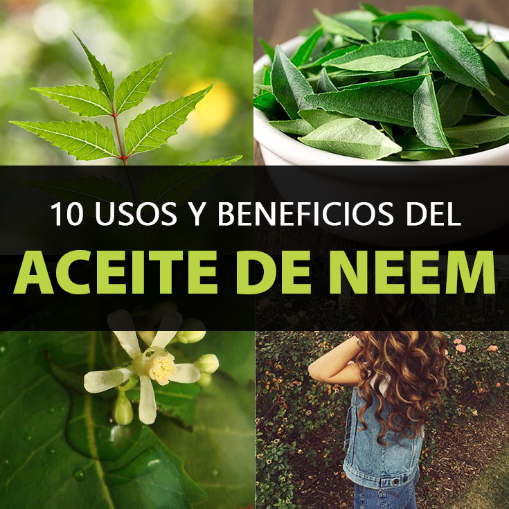 10 propiedades, beneficios y usos del aceite de neem, + efectos secundarios.