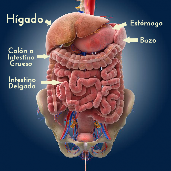 Sistemadigestivo La Guía de las Vitaminas Sistemadigestivo La Guía de las Vitaminas