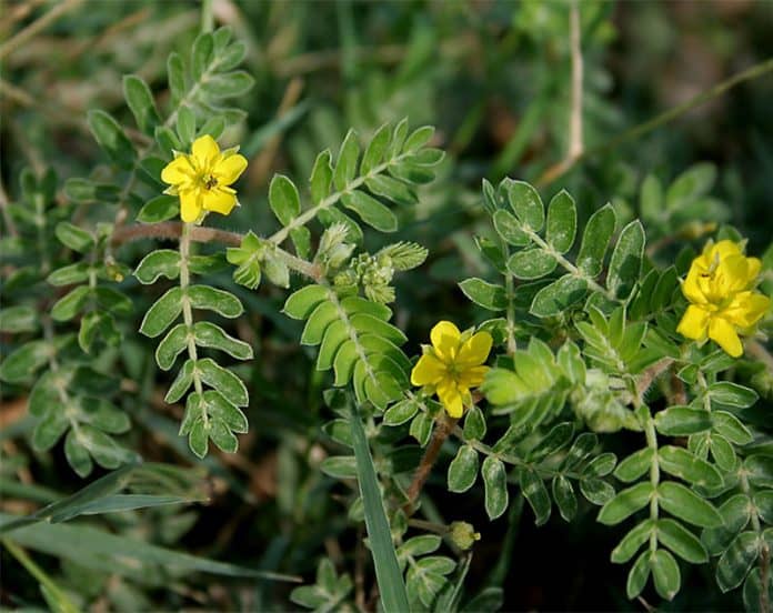 Tribulus terrestris para qué sirve, beneficios, peligros y efectos