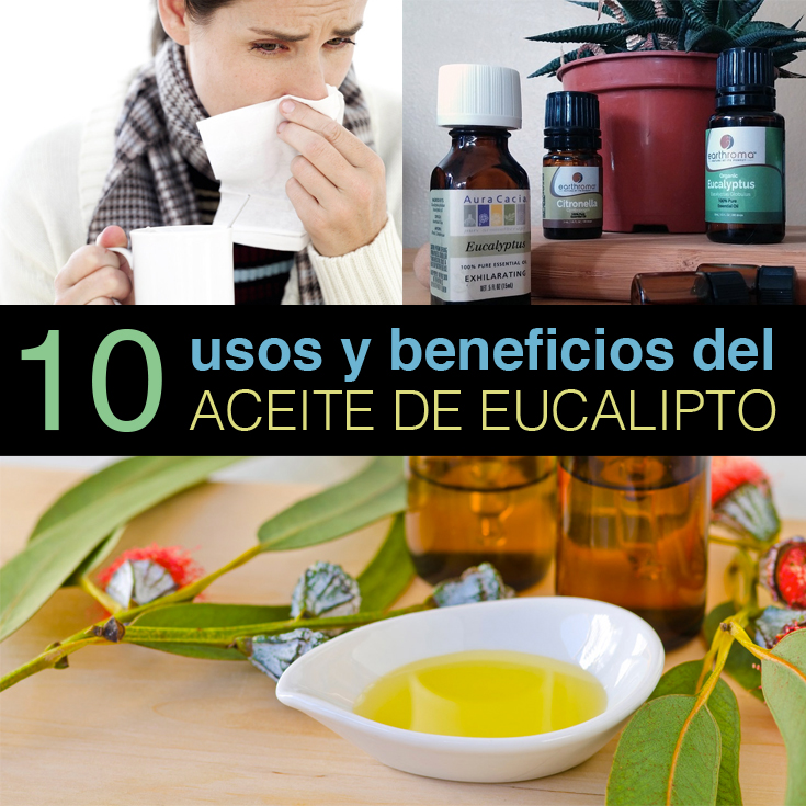 10 usos y beneficios del aceite de eucalipto la guía de las vitaminas