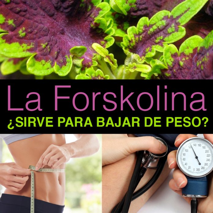 ¿La forskolina sirve para bajar de peso? La Guía de las Vitaminas