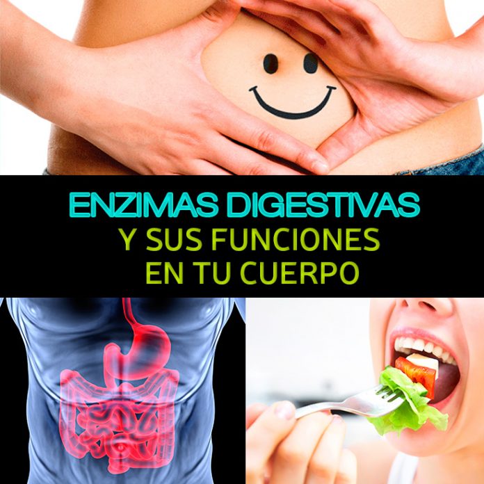 Enzimas Digestivas Y Sus Funciones En Tu Cuerpo - La Guía De Las Vitaminas