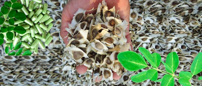 7 beneficios de la semilla de moringa para tu salud, mentiras y