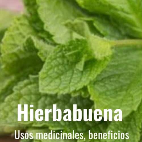 Beneficiosdelahierbabuena La Guía de las Vitaminas