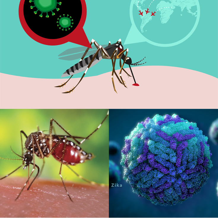 Virus zika: qué es, síntomas, diagnóstico y tratamiento