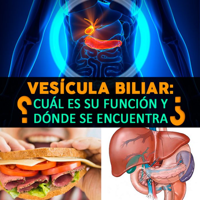 Vesicula Biliar Todo Lo Que Debes Saber Sobre Su Funcionamiento Y Images