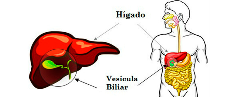 Vesícula Biliar Qué Es Función Y Dónde Esta Localizada La Guía De