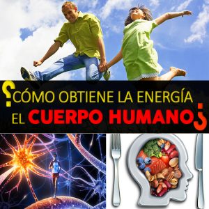 Cómo Obtiene La Energía El Cuerpo Humano: Explicación Paso A Paso - La ...