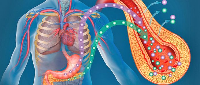 Cómo obtiene la energía el cuerpo humano: explicación paso a paso - La