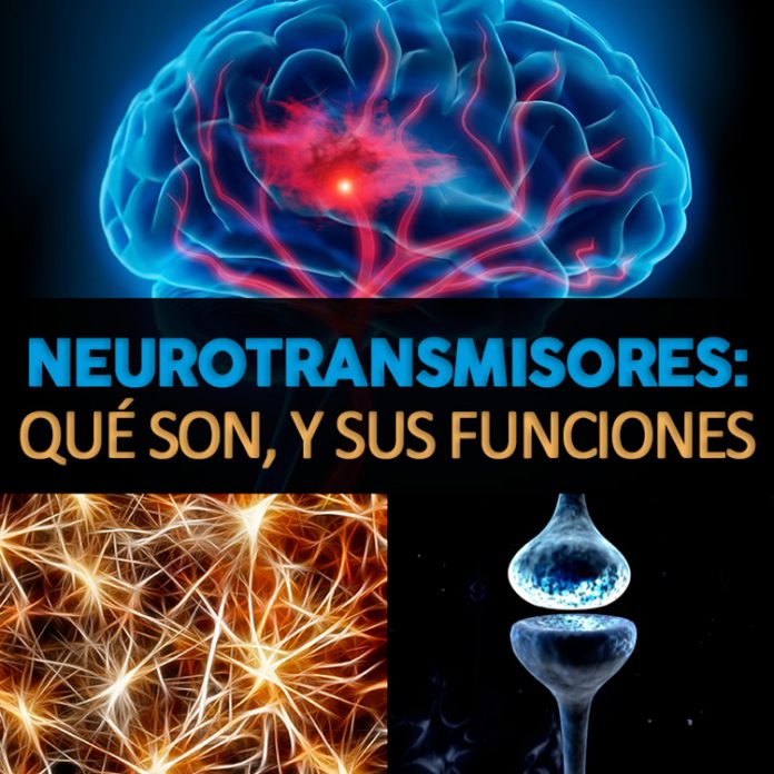 neurotransmisores qué son clasificación y sus funciones la guía de