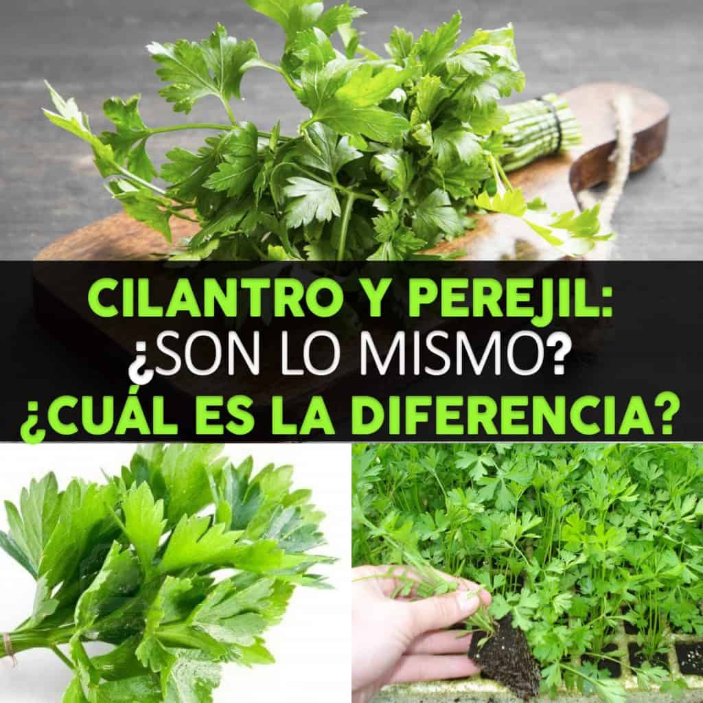 Puedo Usar Cilantro En Vez De Perejil