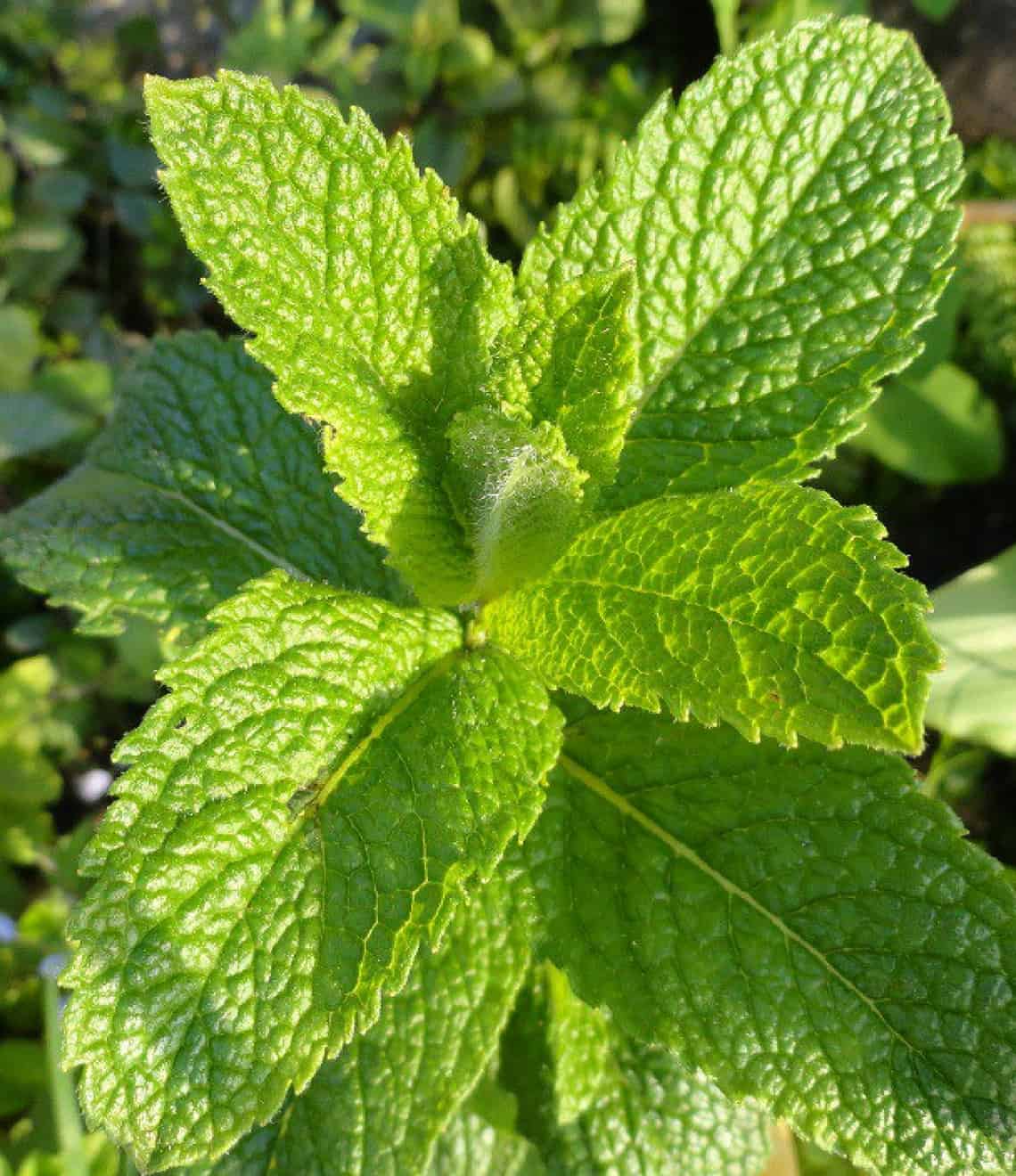 Hierbabuena planta La Guía de las Vitaminas
