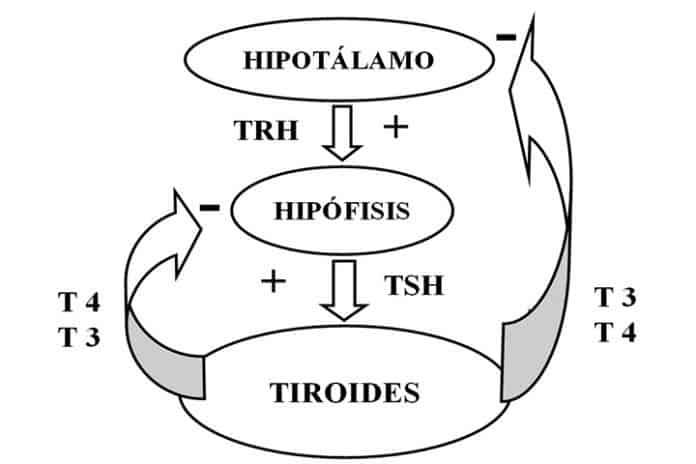 ¿Qué Hormonas Produce La Glándula Tiroides? - La Guía De Las Vitaminas