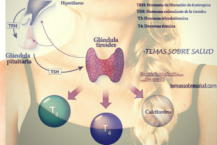 Efectos que produce la tiroides