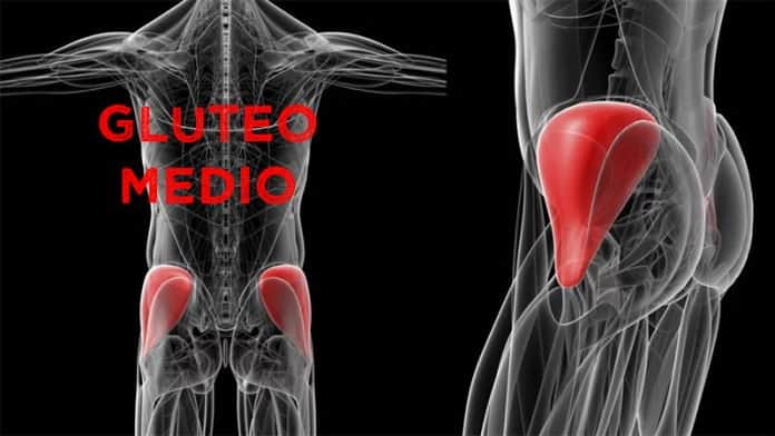 Músculos del glúteo: anatomía y cómo trabajarlos | La Guía de las Vitaminas