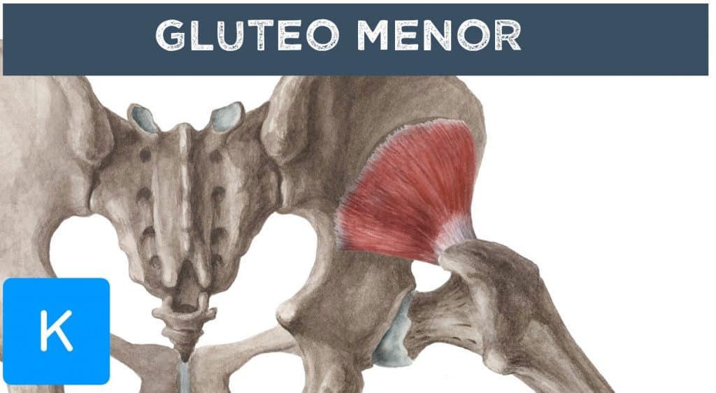 Músculos Del Glúteo Anatomía Y Cómo Trabajarlos La Guía De Las Vitaminas 6609