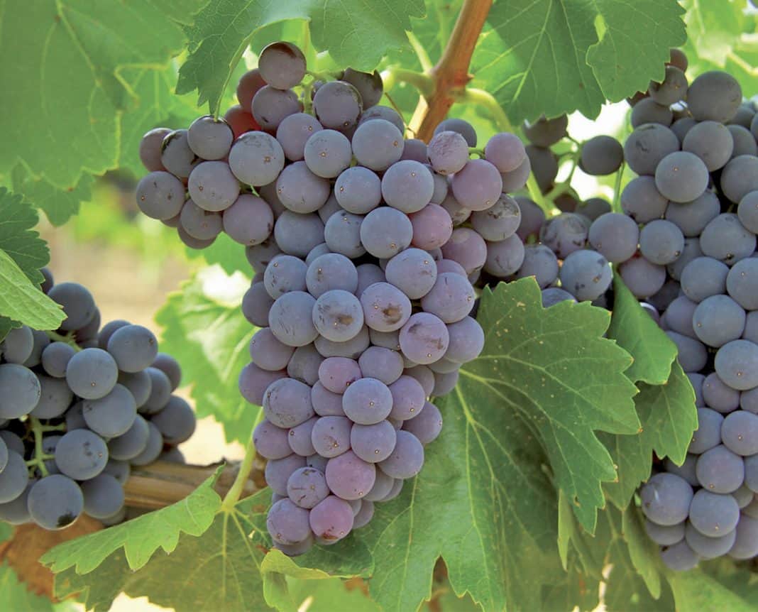 Uvas beneficios, datos nutrimentales, peligros y receta La Guía de