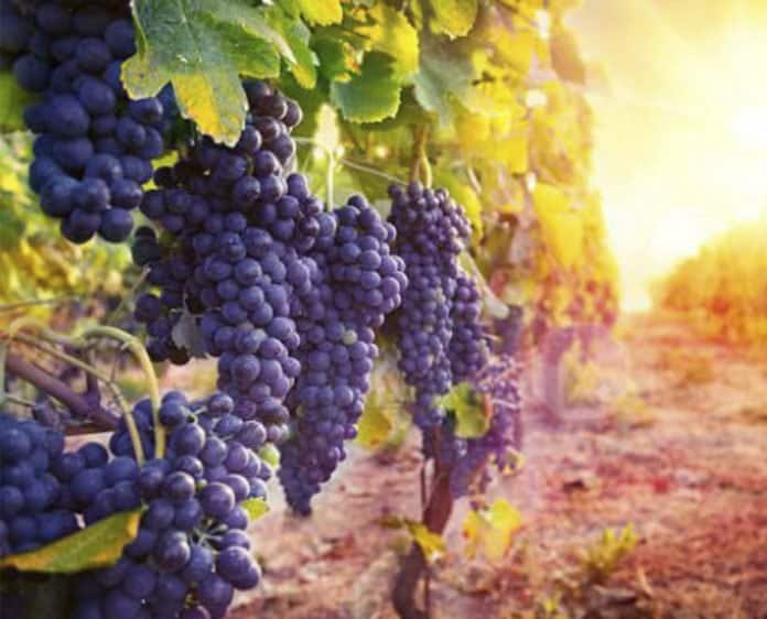 Uvas beneficios, datos nutrimentales, peligros y