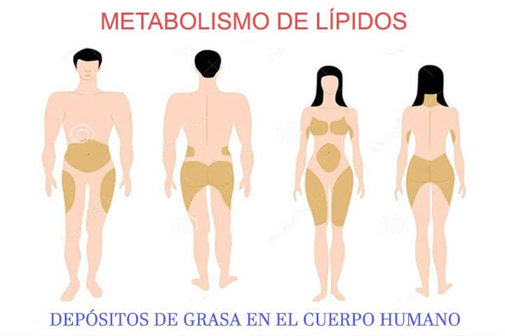 Metabolismo Qué Es Cómo Funciona Y Cómo Cambiarlo La Guía De Las 6319