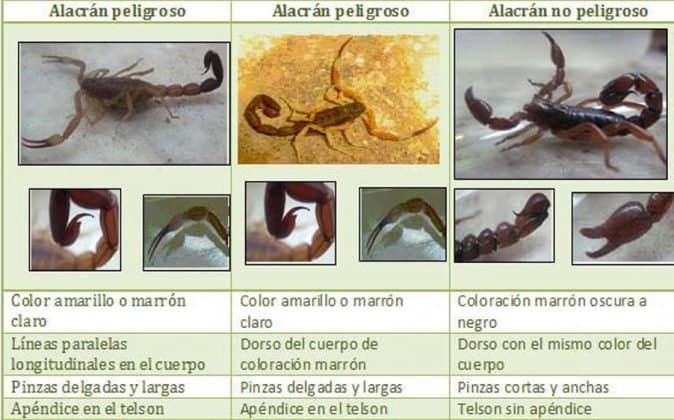 Picadura de alacrán: síntomas, qué hacer, tratamiento y primeros